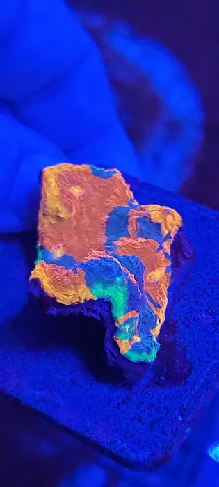Reef Consortium 6