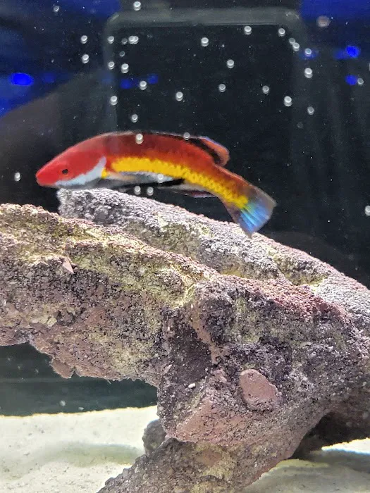 Reef Consortium 7