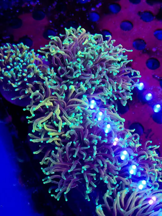 Reef Consortium 10