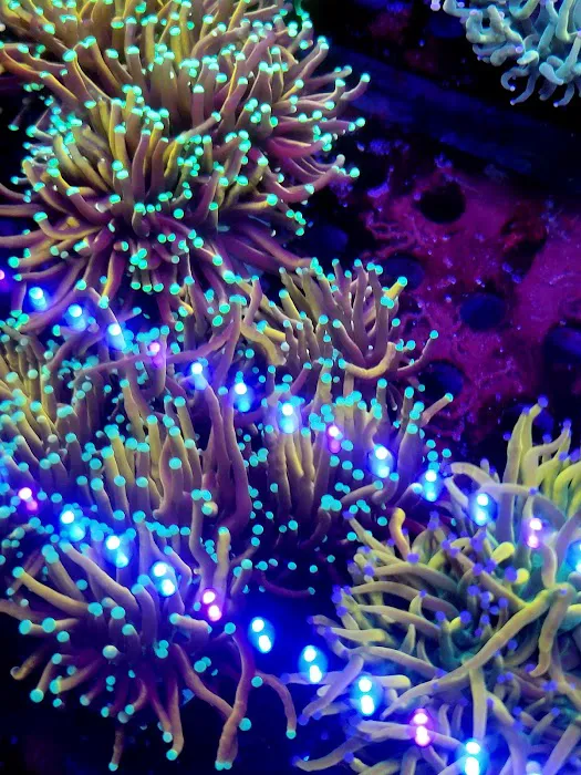 Reef Consortium 9