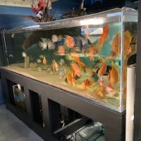 Aquatic Fish & Pets ico