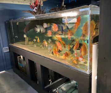 Aquatic Fish & Pets