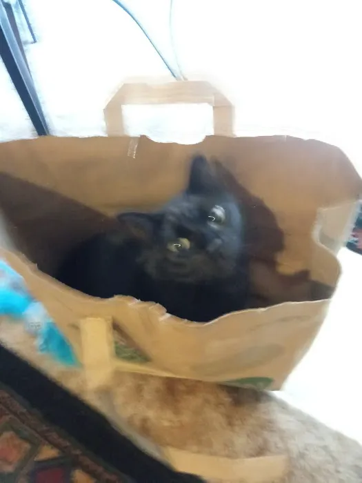 Petco 2