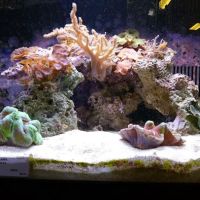 Aquatic Specialties,Inc. ico