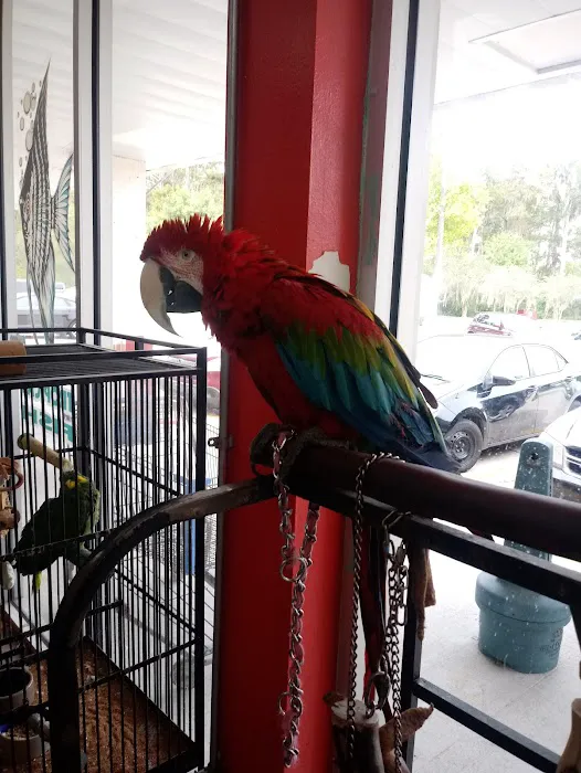 Bayou Pets 1