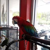 Bayou Pets ico