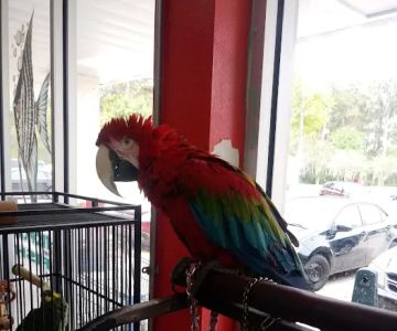 Bayou Pets