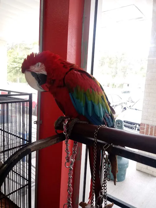 Bayou Pets 6