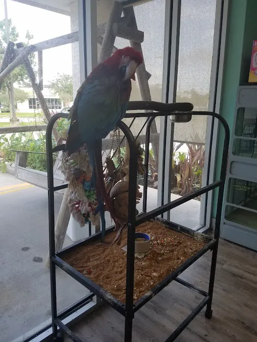 Bayou Pets 4