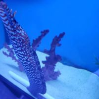 Southwest Reef Co LLC ico