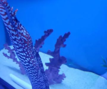 Southwest Reef Co LLC