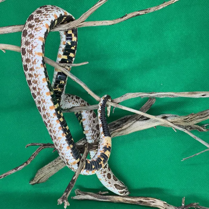 Predator and Prey Exotics 5