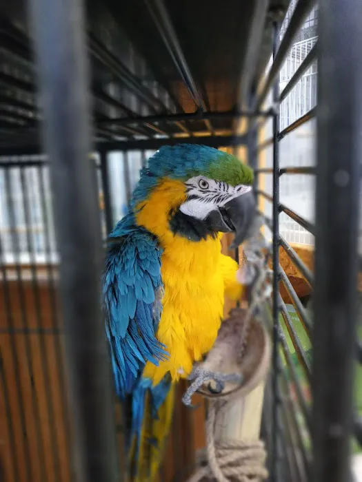 Westside Pets 2