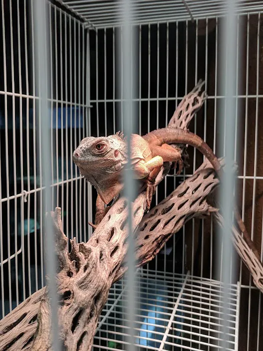 Westside Pets 5