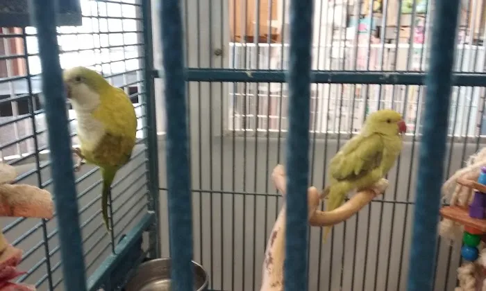 Westside Pets 7
