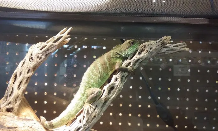 Westside Pets 8