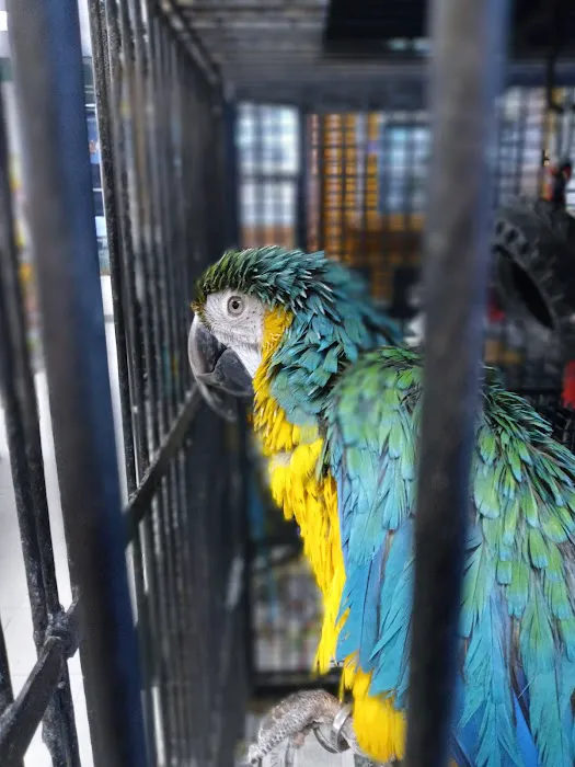 Westside Pets 6
