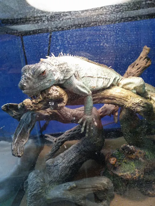 Westside Pets 10