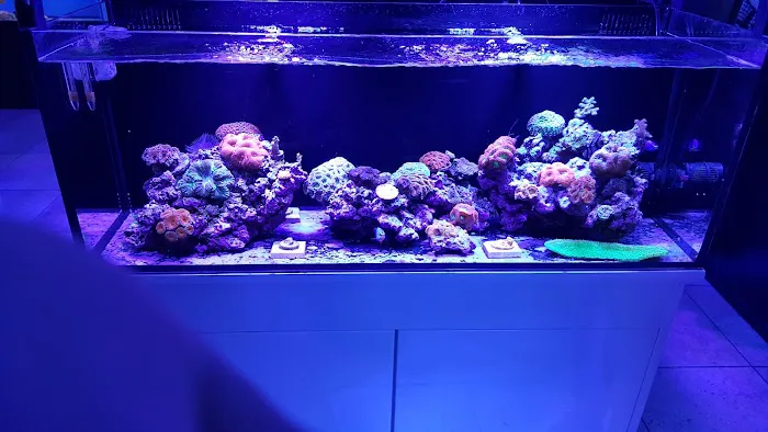 Reef-Licious LLC 1