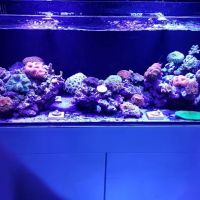 Reef-Licious LLC ico