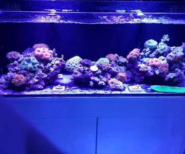 Reef-Licious LLC