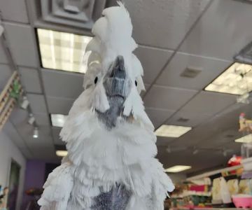 Birds of a Feather Parrot Pantry