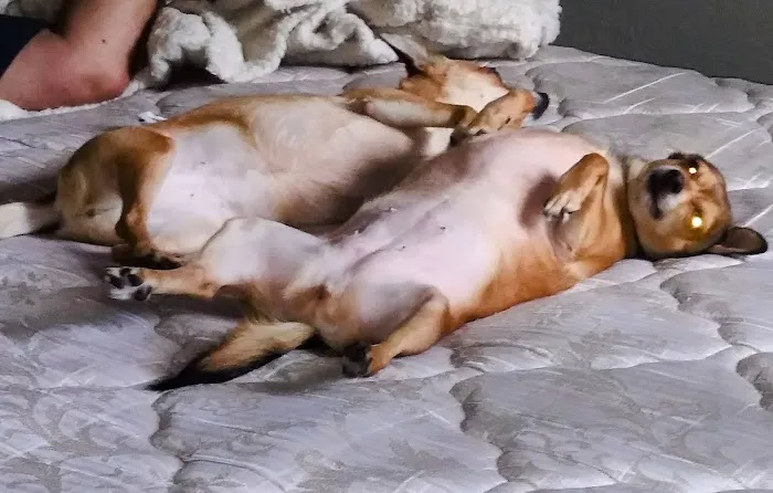 Petco 5