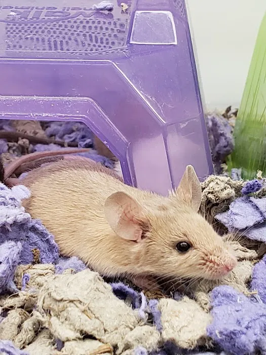 Petco 6