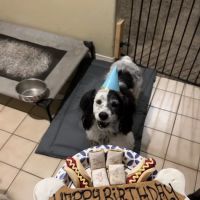 Three Dog Bakery Albuquerque ico