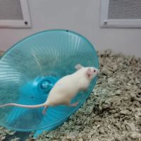 Petco ico