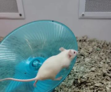 Petco