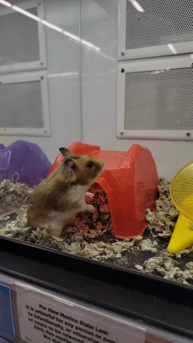 Petco 4