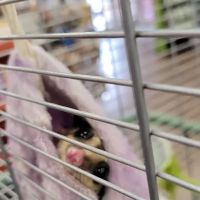 Petland Albuquerque ico