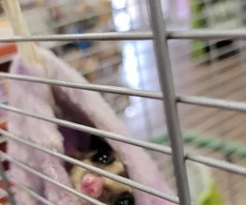 Petland Albuquerque