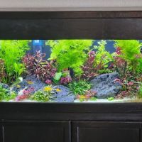 The Fish Room ico