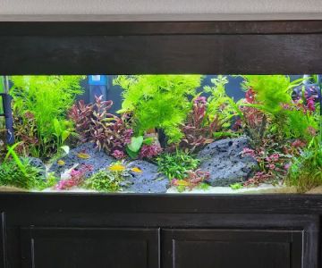 The Fish Room