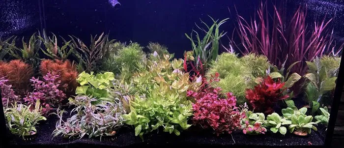 The Fish Room 8