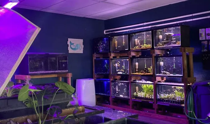 The Fish Room 10