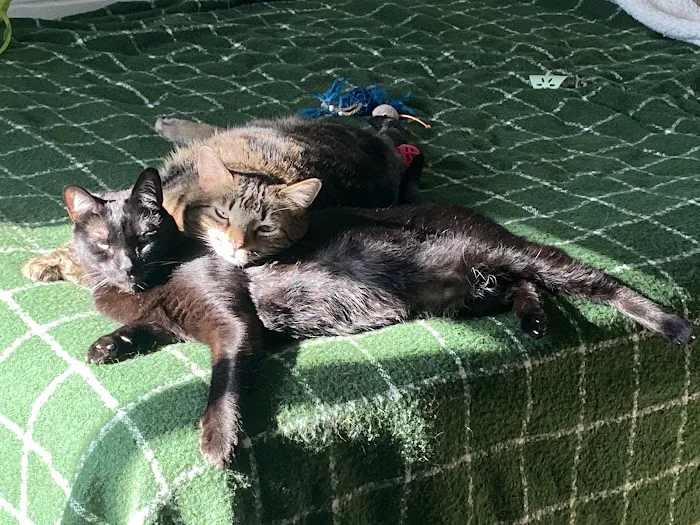 Bark n Meow 4
