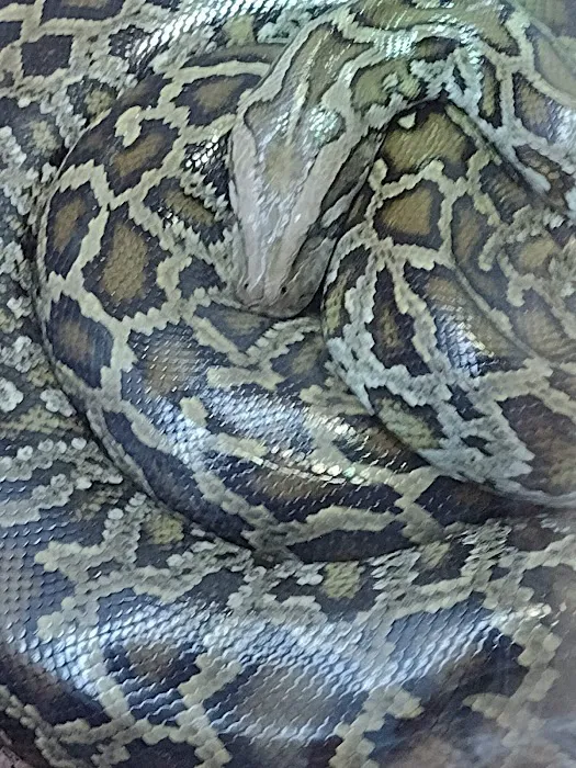 Tropical Kingdom 10