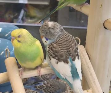 Petco