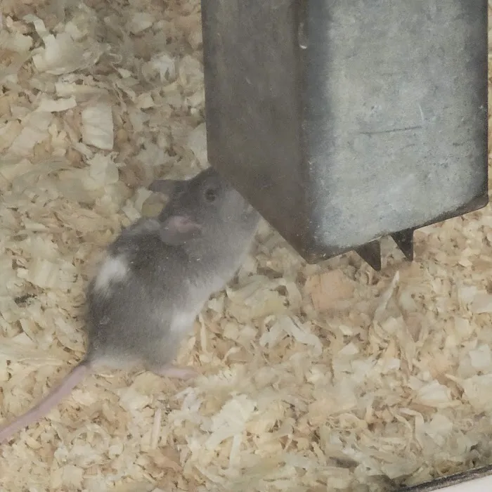 Desert Pet 10