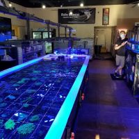 Fishy Bizness ico