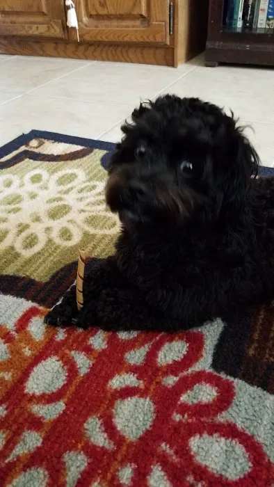 Paw Palace Puppies 2