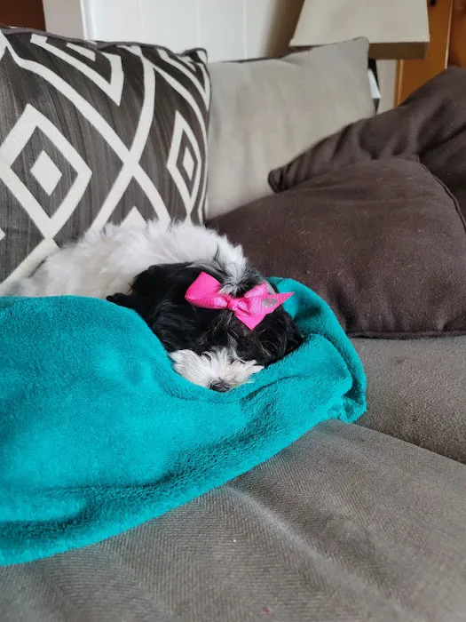 Paw Palace Puppies 3