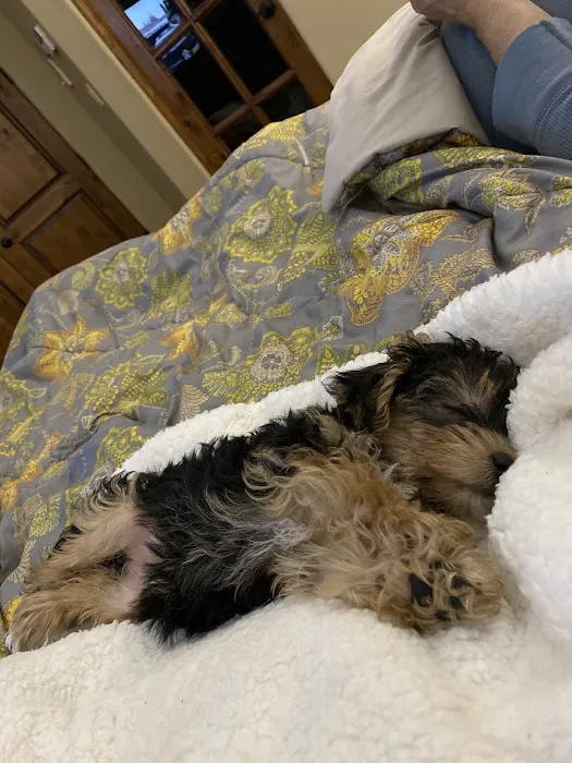 Paw Palace Puppies 1