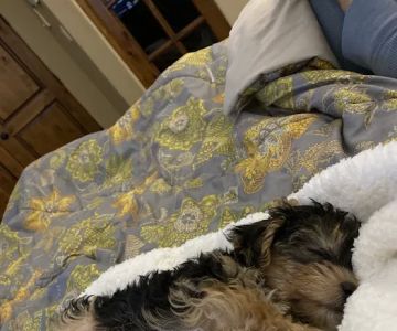Paw Palace Puppies