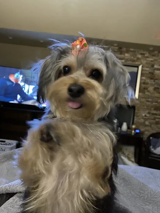 Paw Palace Puppies 4