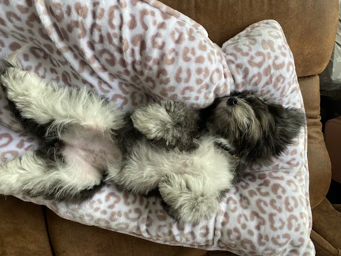 Paw Palace Puppies 9