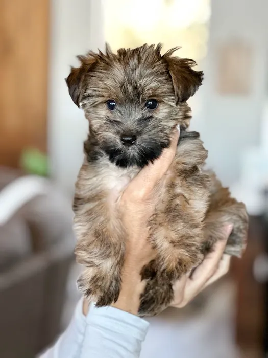 Paw Palace Puppies 8